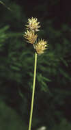 Image of eastern straw sedge