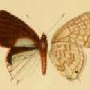 صورة Cupidesthes arescopa Bethune-Baker 1910