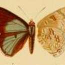 Image of Cupidesthes robusta Aurivillius 1895