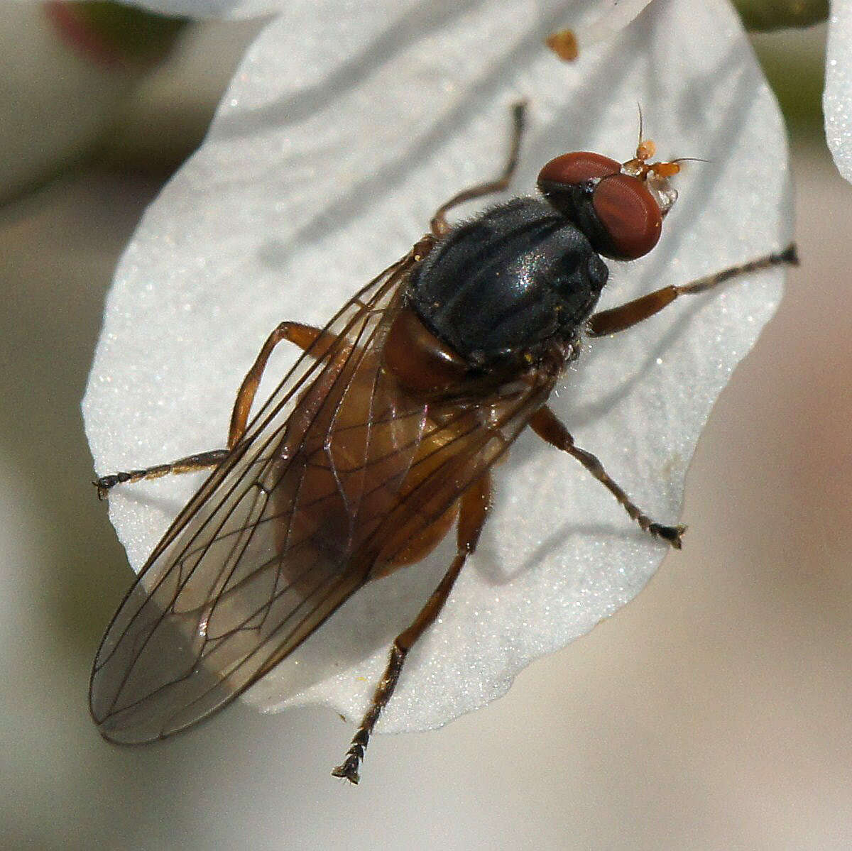 Image of Brachyopa pilosa Collin 1939