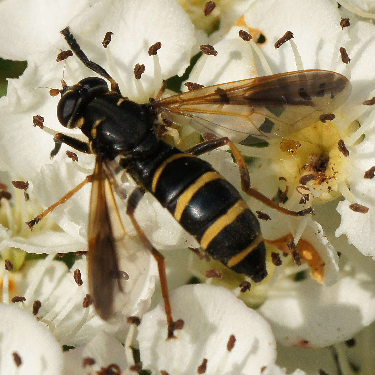 Image de Temnostoma bombylans (Fabricius 1805)