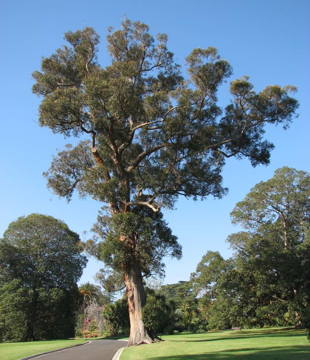 Image of yellow stringybark