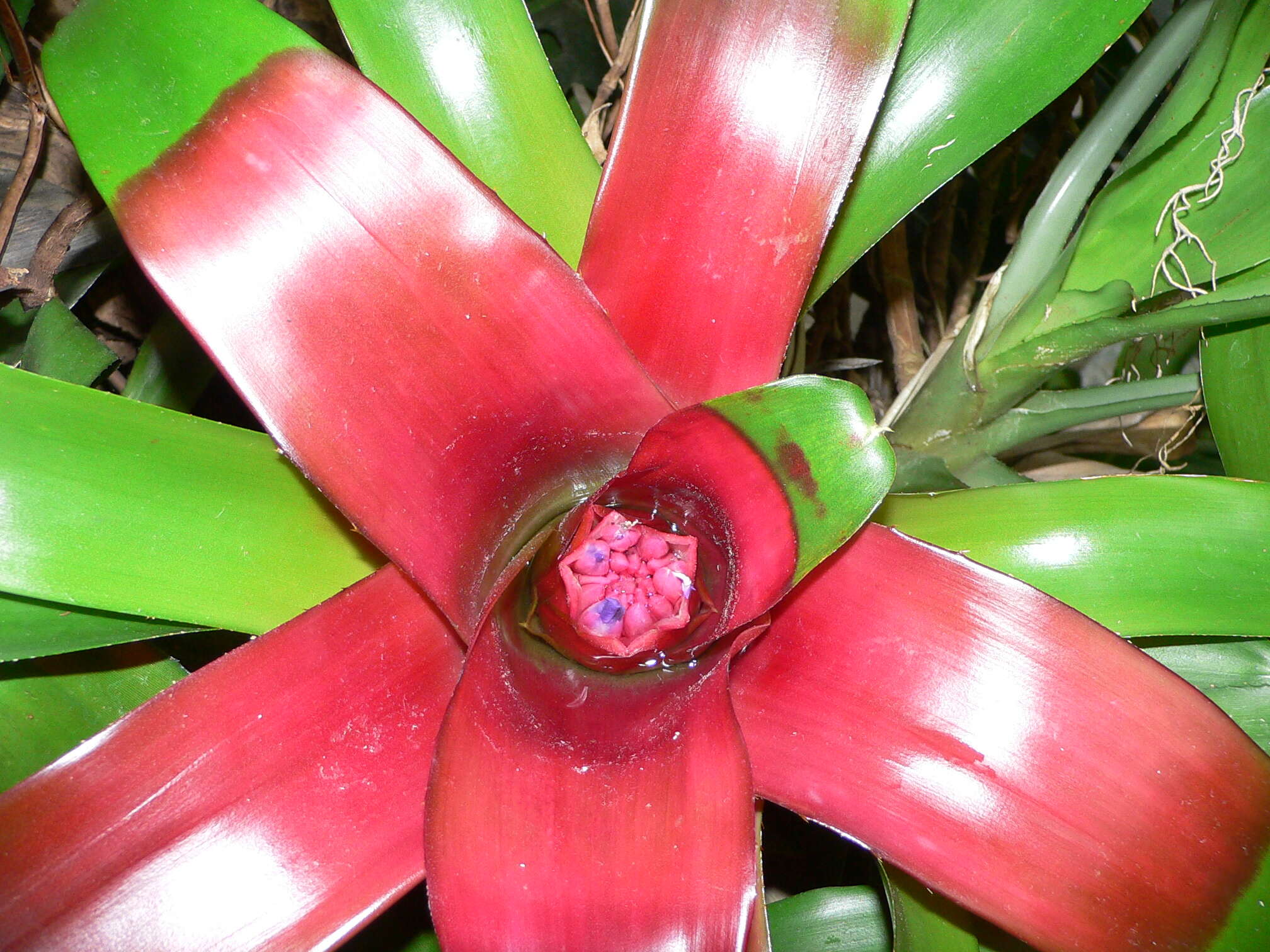 Image of Neoregelia compacta (Mez) L. B. Sm.