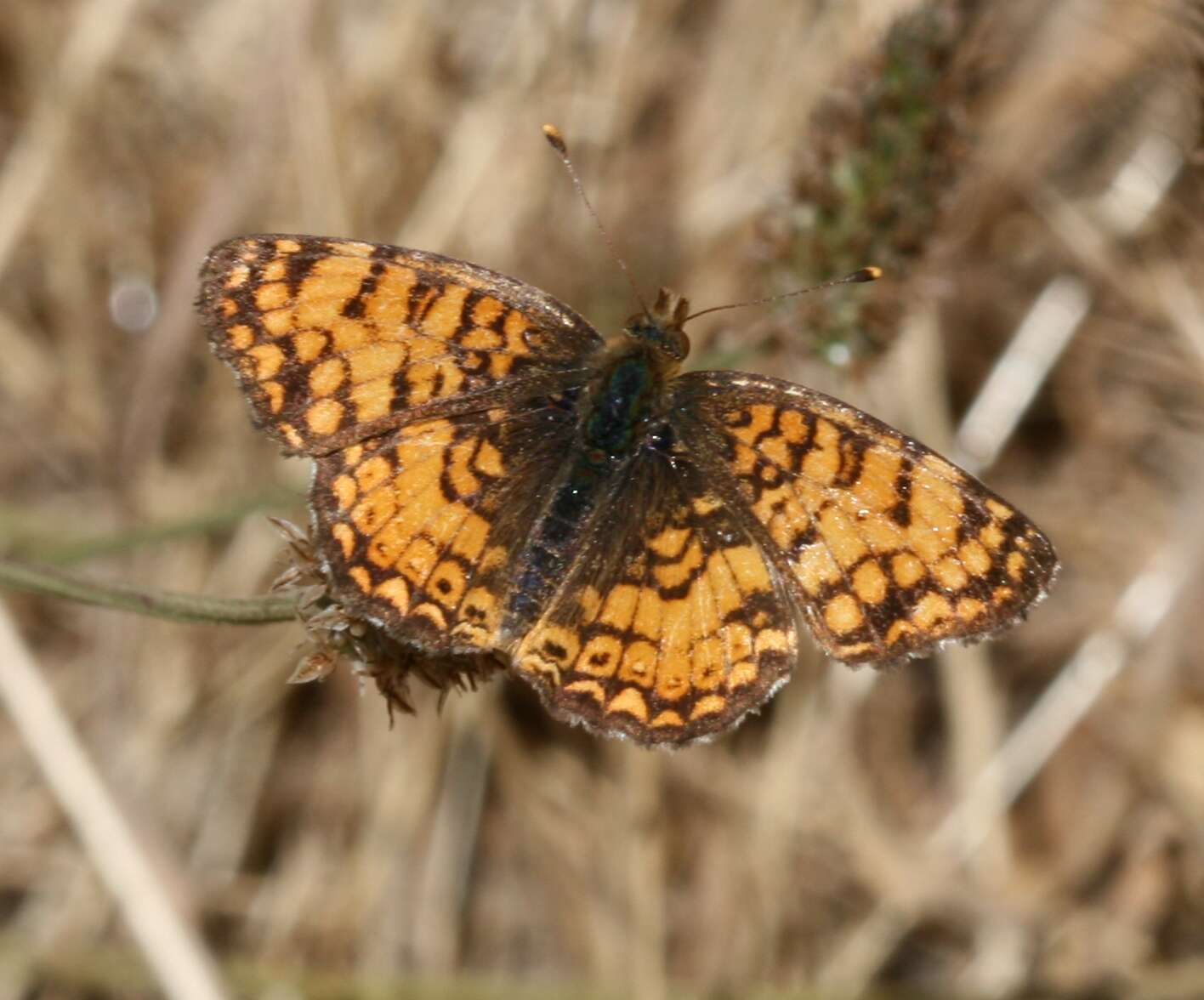 Image of Phyciodes mylitta