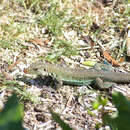 Image of Ameiva griswoldi