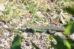 Image of Ameiva griswoldi