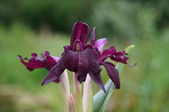 Image of Roscoea wardii Cowley