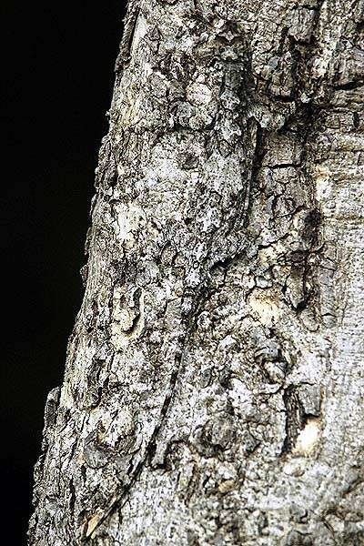 Image of Indian flying lizard