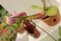 Image of Callus Paphiopedilum