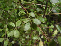 Image of Coprosma rigida Cheeseman