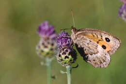 Imagem de Satyrus ferula