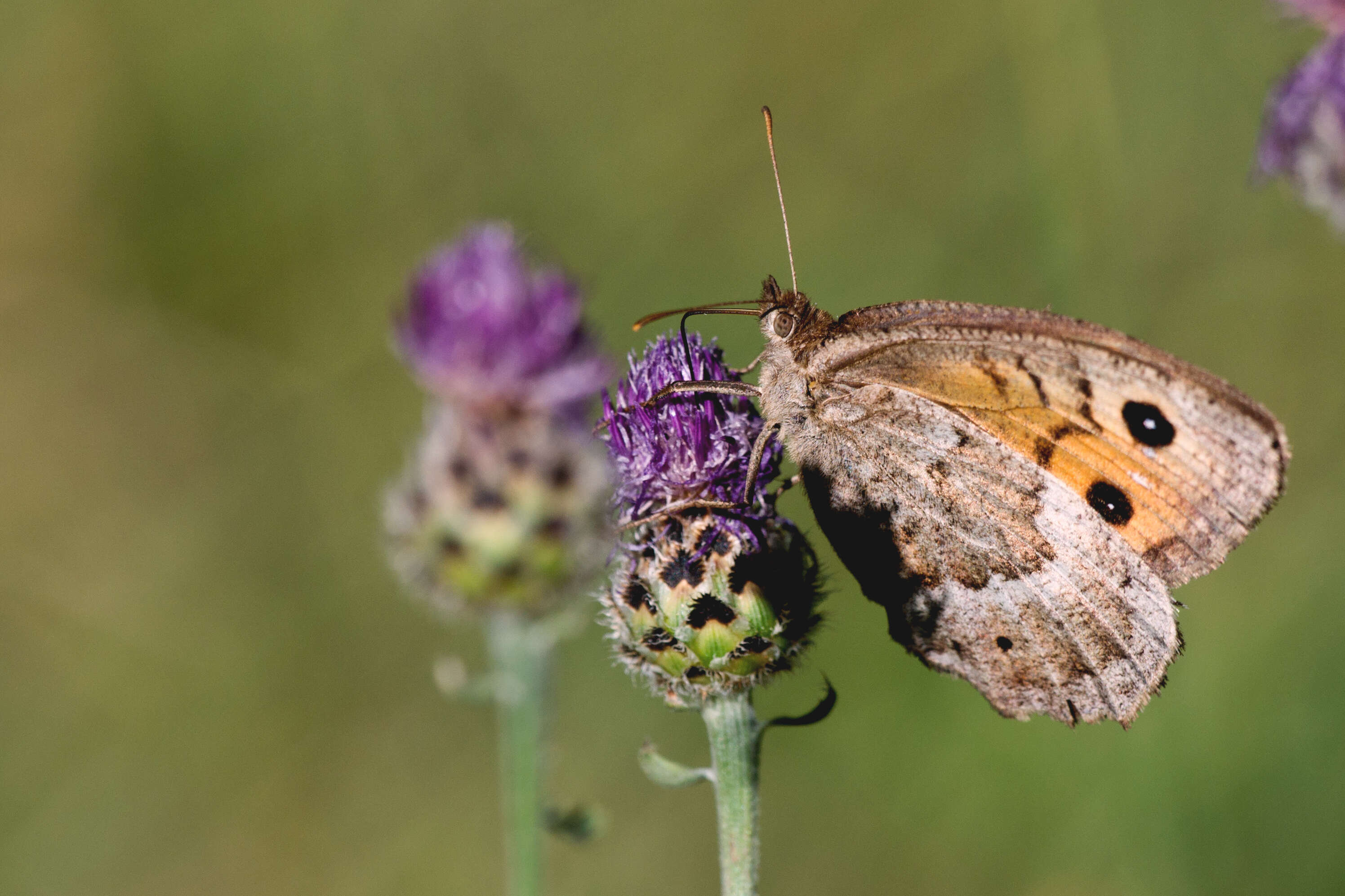 Image of Satyrus ferula