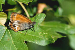 Sivun Coenonympha arcania Linnaeus 1761 kuva