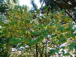 Image of katsura tree family