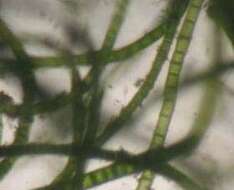 Image of Chaetomorpha linum