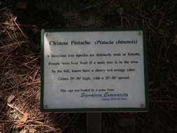 Image of Chinese pistache