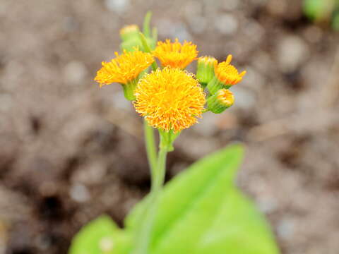 Image of Florida tasselflower