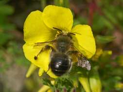 Plancia ëd Anthophora dispar Lepeletier 1841