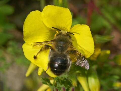 Image of Anthophora dispar Lepeletier 1841