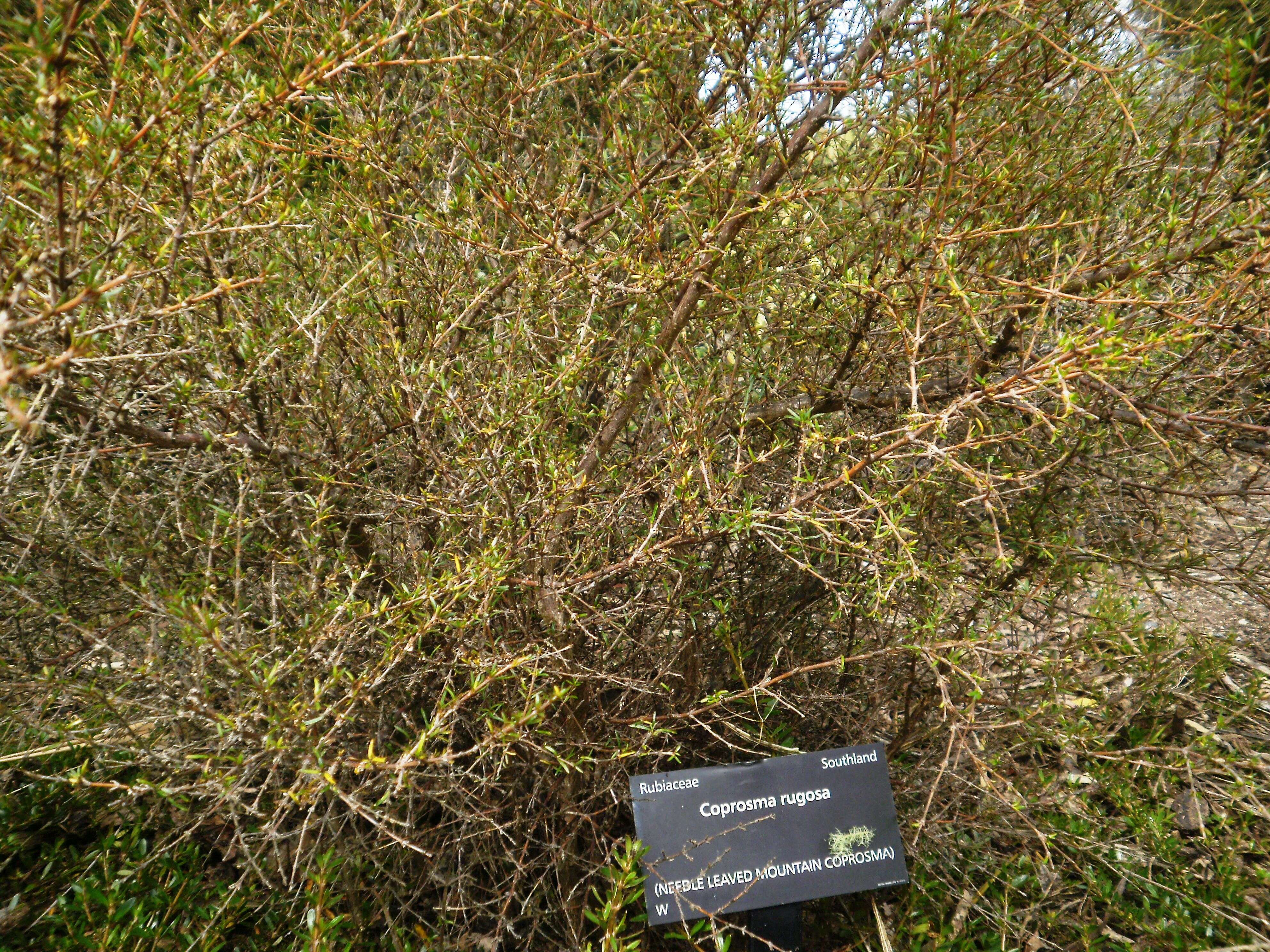 Image of Coprosma rugosa Cheeseman