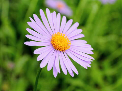 Imagem de Aster tongolensis Franch.