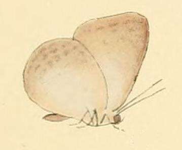 Imagem de Epitola gerina Hewitson 1878