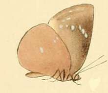 Image of Stempfferia carcina