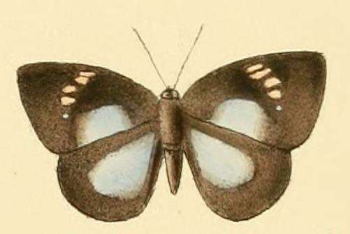 Image of Stempfferia carcina