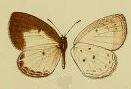 Image of Liptena perobscura Druce 1910