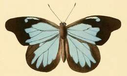 Image of Epitola posthumus (Fabricius 1793)