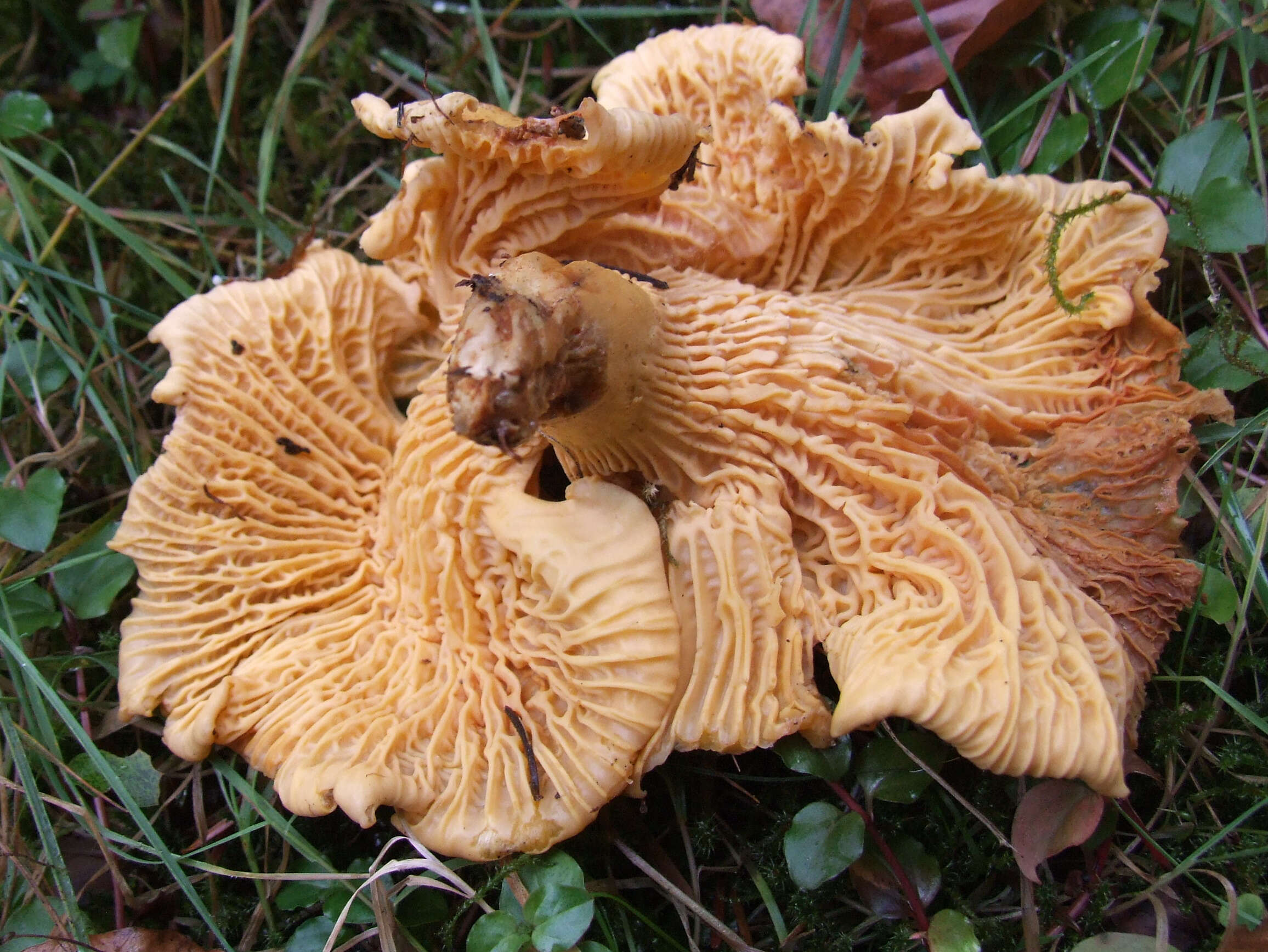 Imagem de Cantharellus amethysteus (Quél.) Sacc. 1887