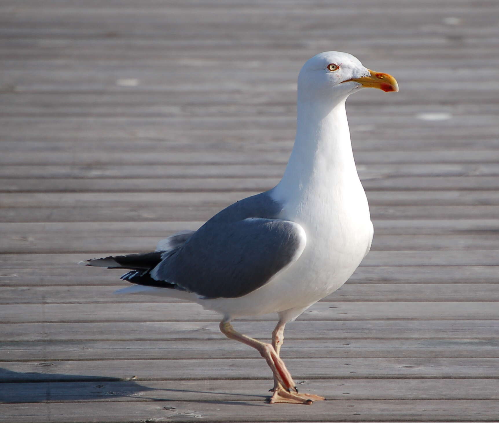 Image of European Herring Gull