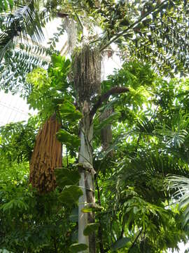 Image of Caryota rumphiana Mart.