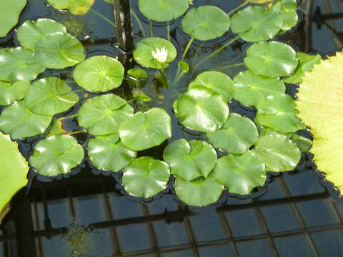 Image of Pygmy Rwandan waterlily