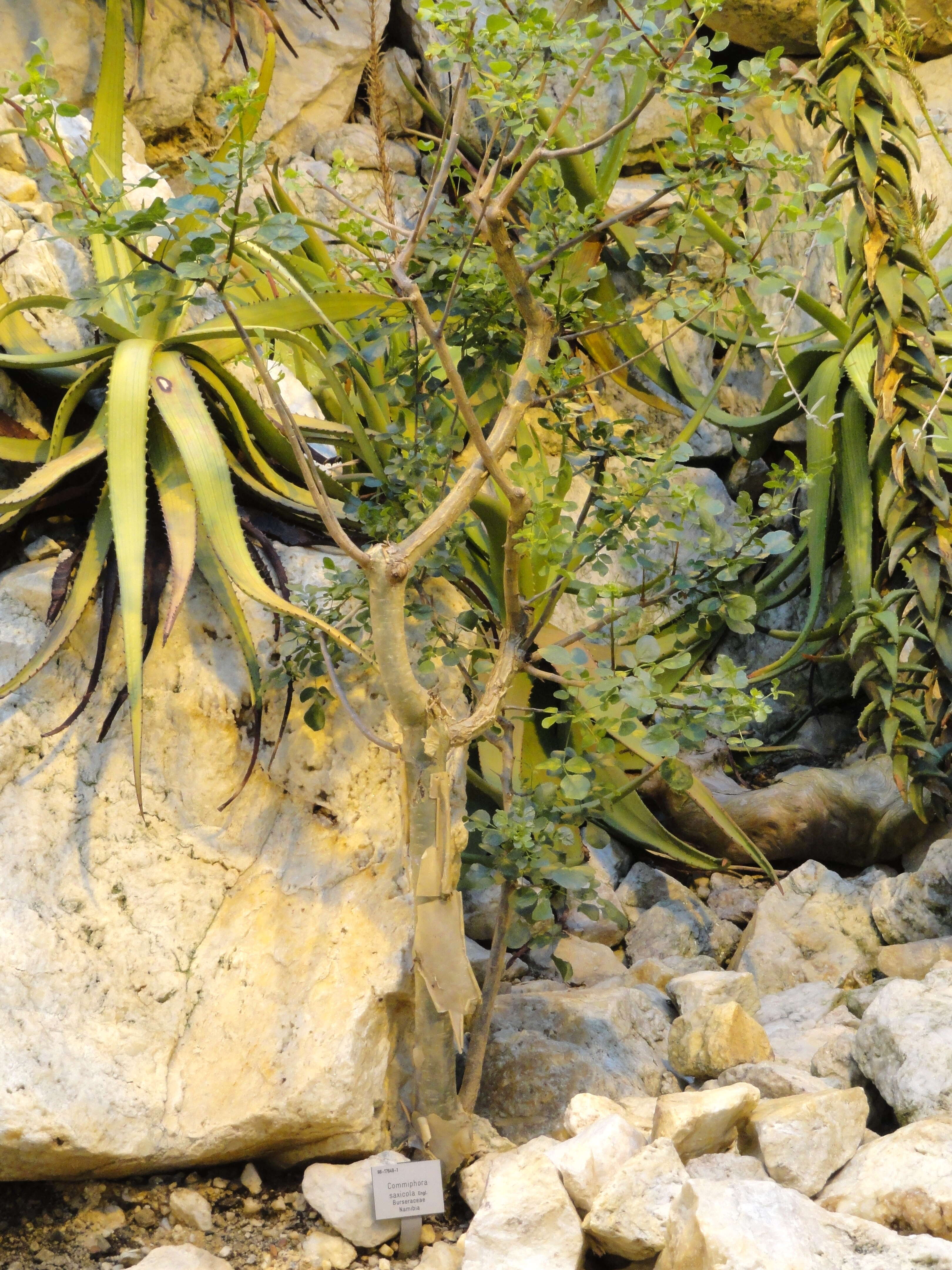 Image of Commiphora saxicola Engl.