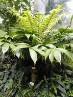 Image of Zamia neurophyllidia D. W. Stev.