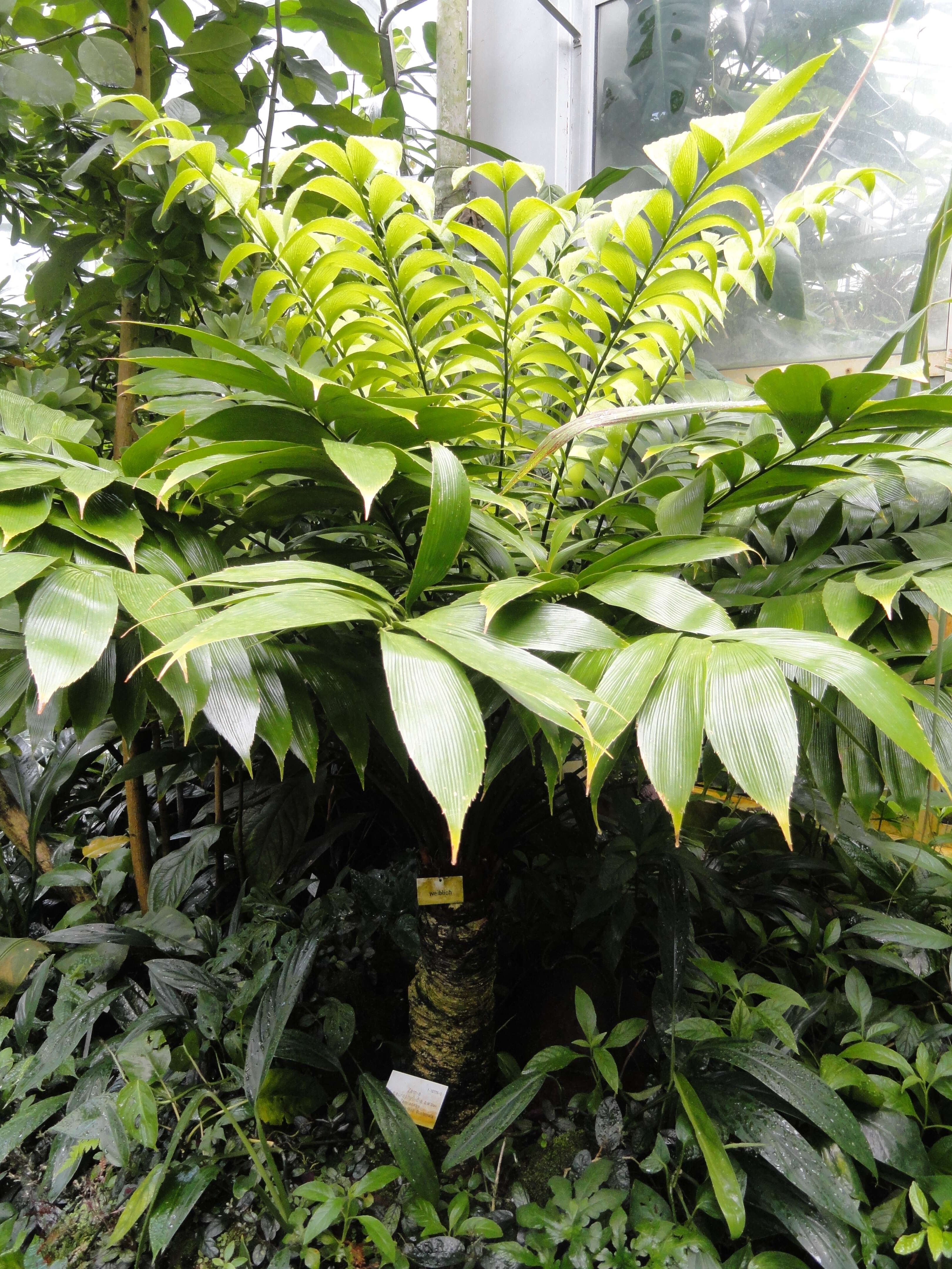 Image of Zamia neurophyllidia D. W. Stev.