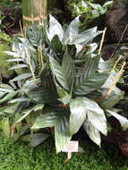 Image de Chamaedorea metallica O. F. Cook ex H. E. Moore