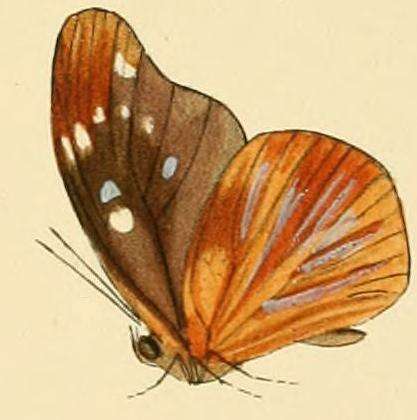 Image of Epitola posthumus (Fabricius 1793)