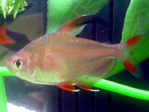 Image of Black-flag tetra