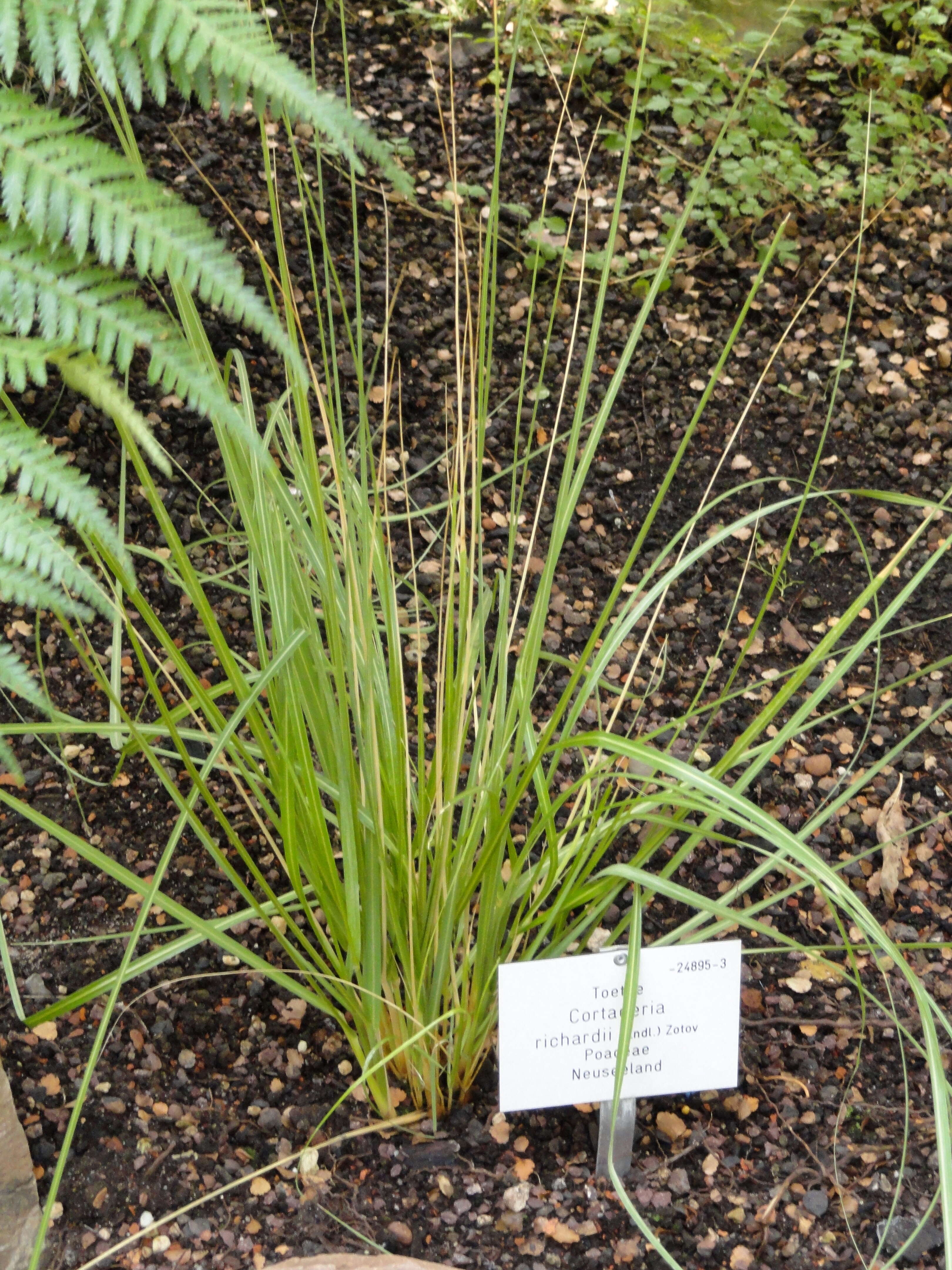 Austroderia richardii (Endl.) N. P. Barker & H. P. Linder的圖片