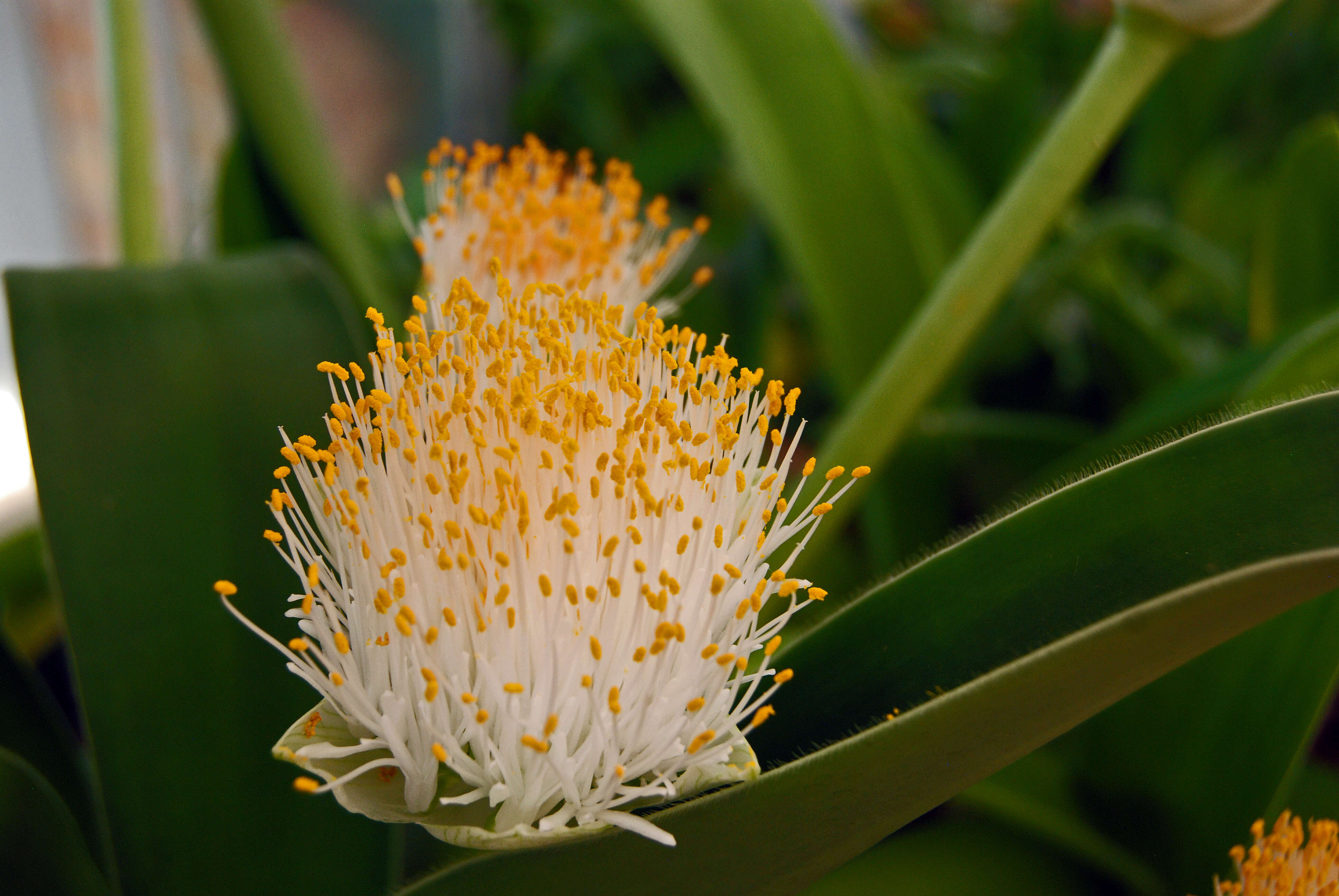 Imagem de Haemanthus albiflos Jacq.