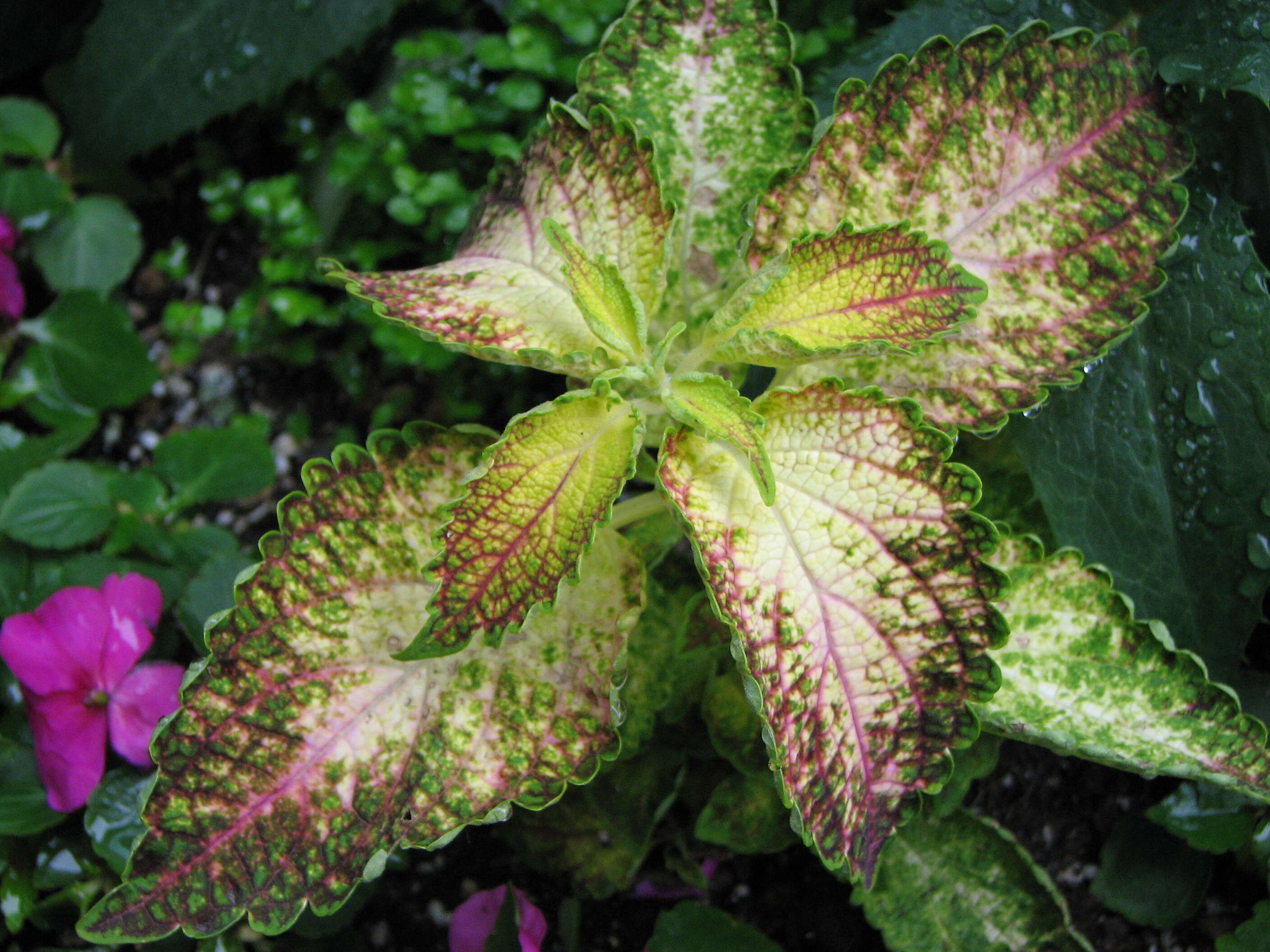 Image of common coleus