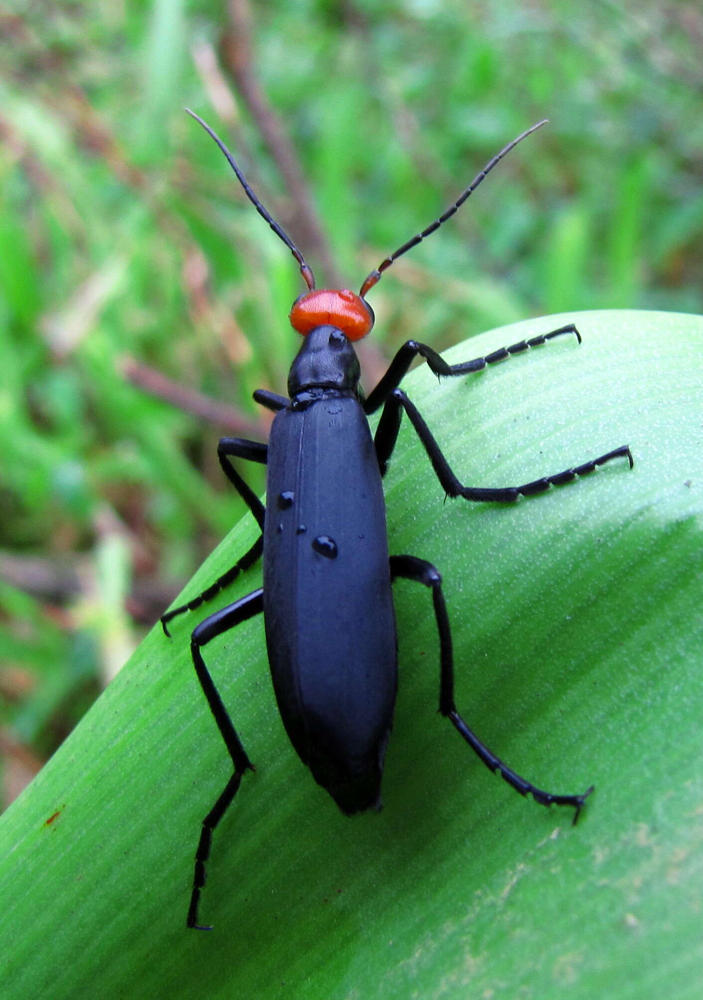 Image of Epicauta hirticornis