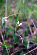 Image of white blue-eyed grass
