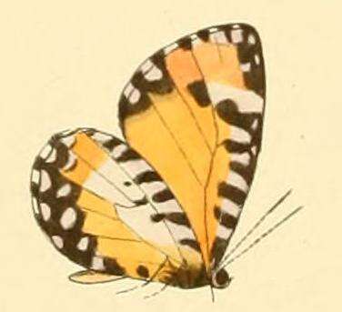 Image de Telipna acraea (Westwood (1851))