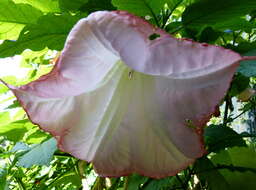 Image de Brugmansia insignis (Barb-Rodr.) T. E. Lockwood ex E. Wade Davis