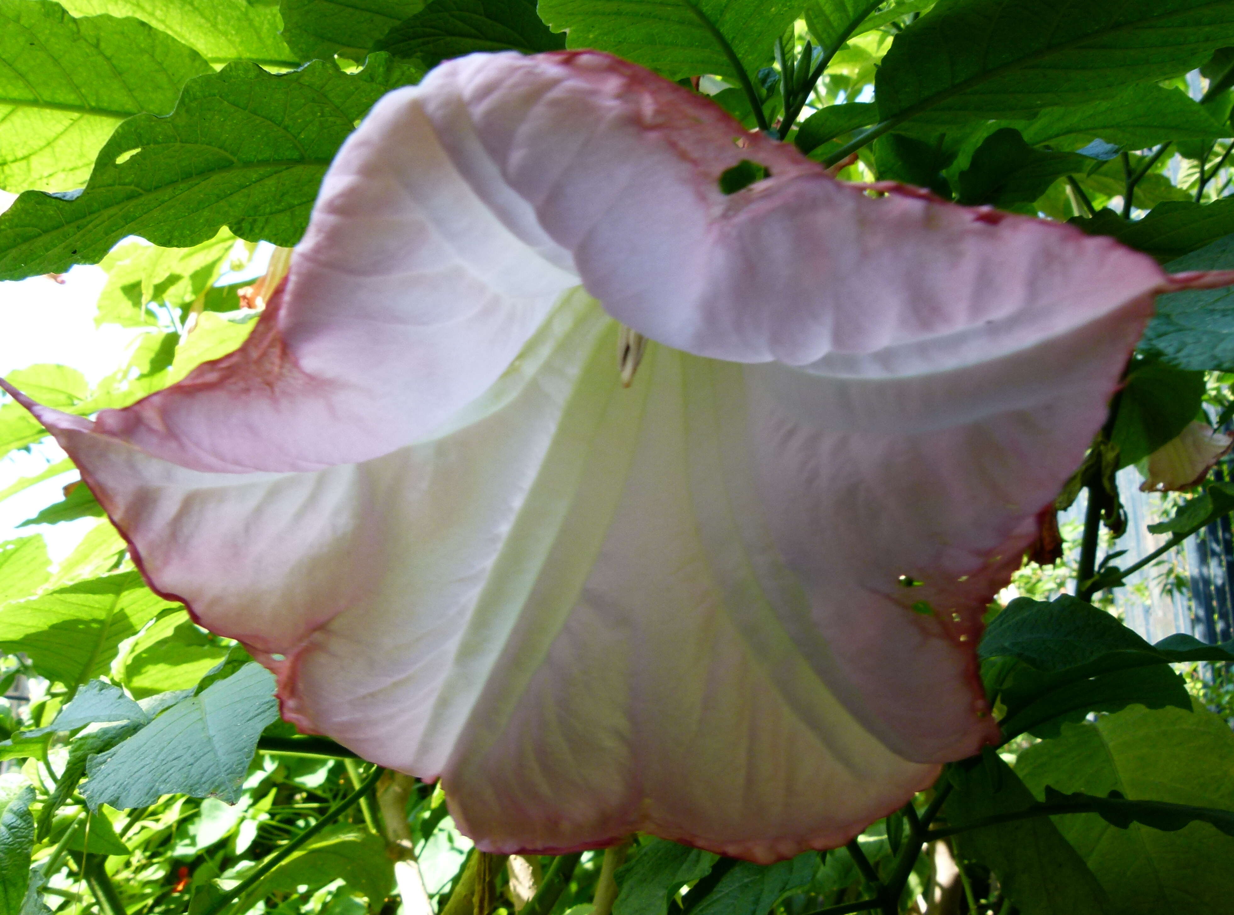 Image de Brugmansia insignis (Barb-Rodr.) T. E. Lockwood ex E. Wade Davis