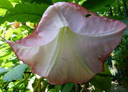 Image de Brugmansia insignis (Barb-Rodr.) T. E. Lockwood ex E. Wade Davis