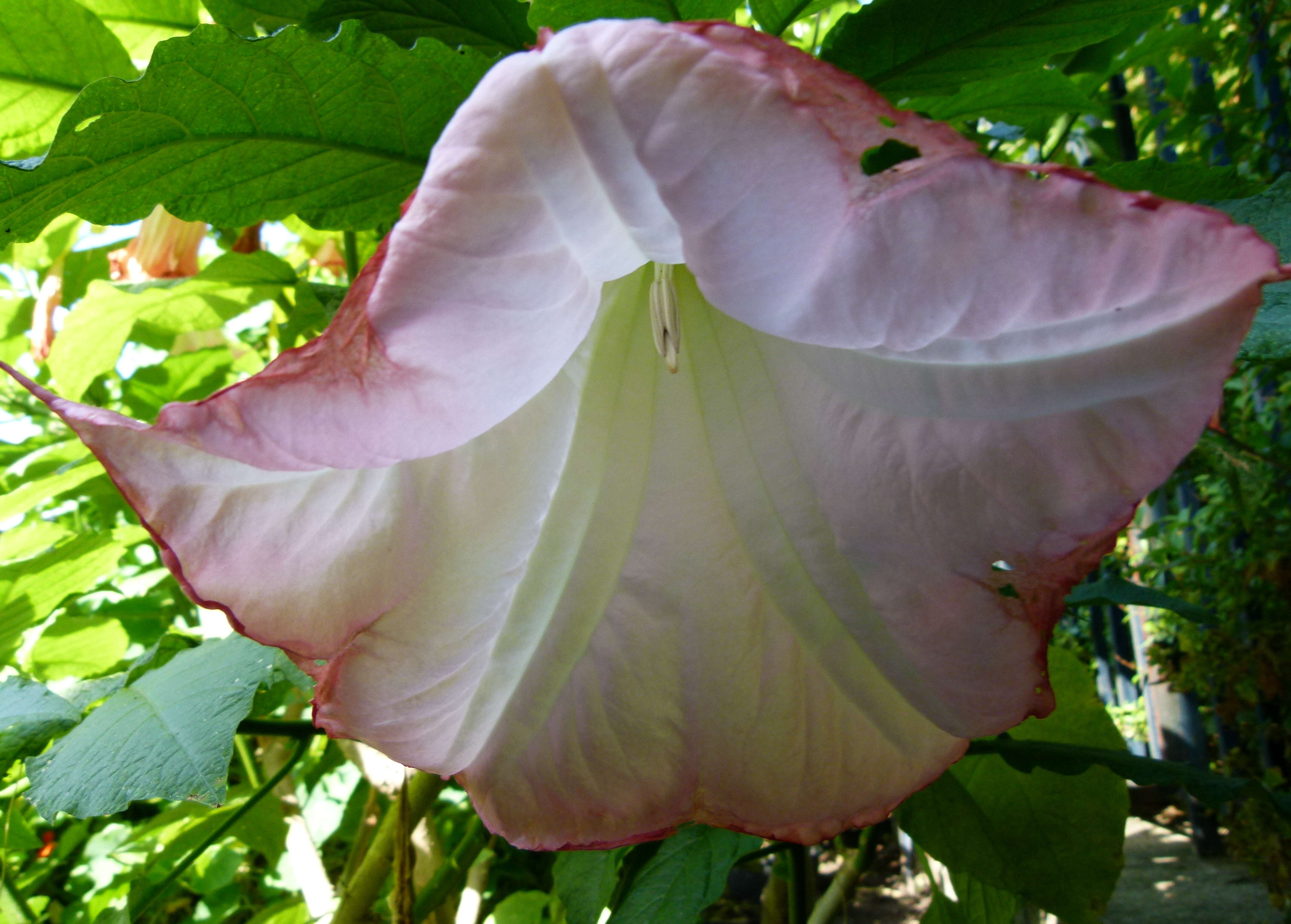 Image de Brugmansia insignis (Barb-Rodr.) T. E. Lockwood ex E. Wade Davis